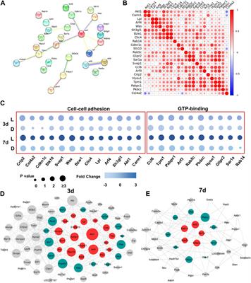 Chirality-biased protein expression profile during early stages of bone regeneration